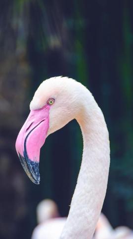E Wallpaper By Preppy HD Flamingo iPhone