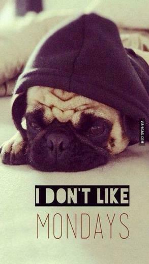 Like Mondays More I Hate Animals Cute Animal Quotes Wallpaper