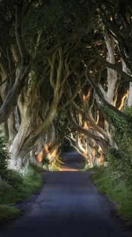 Oak Trees Road Tunnel iPhone 6s Wallpaper
