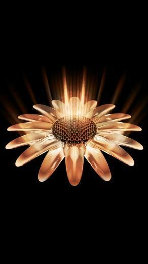 3d Sunflower iPhone Wallpaper HD