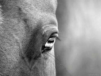 Eye Of A Horse Animals Black And White Grey Horses
