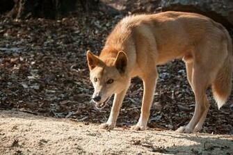 Dingo Wallpaper Background