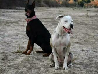 The World S Best Photos Of Americanbulldog And Apbt Hive Mind