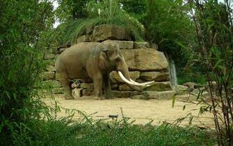Wallpaper Elephant In Zoo Emmen HD Animals