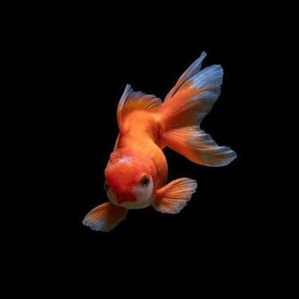 Wallpaper Fish Underwater World Swim Orange