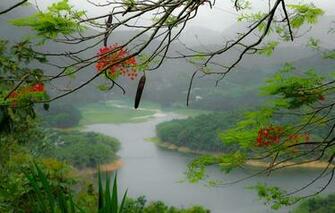 Puerto Rico Island Mountain River Tree Branch Flowers Fog