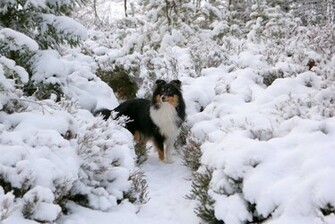 Sheltie Wallpaper High Definition