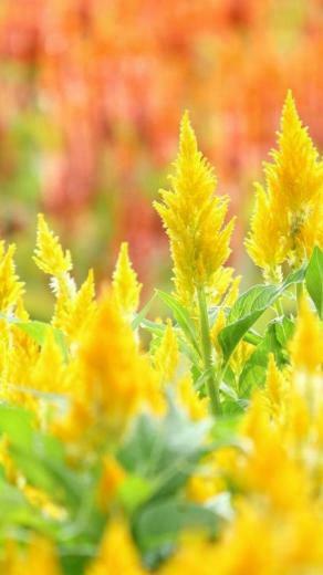 Beautiful Spring Wallpaper For Android