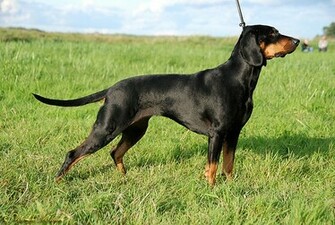 Hunting Dog Wallpaper Add Photos Polish