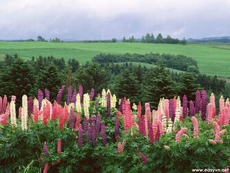 Japanese Nature Wallpaper Most Beautiful Places In