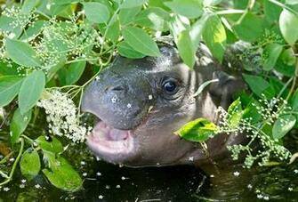 Baby Hippo Wallpaper