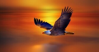 Flying Eagle HD Wallpaper