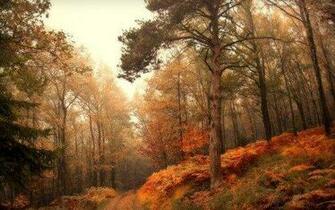 Fall 1080p HD Wallpaper