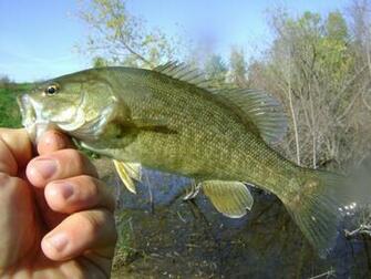 Largemouth Bass Vs Smallmouth Bunch Of