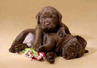 Chocolate Labrador Puppies By Mmr2001