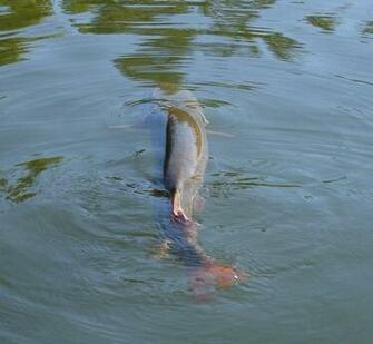 Muskies Desktop Background General Discussion Muskie Fishing