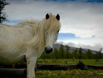 Picture Animal Wallpaper National Geographic Photo Of The Day