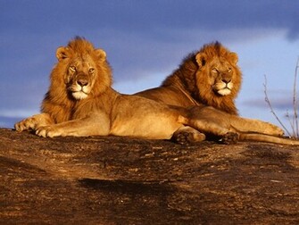 Africa Kenya Wallpaper Prints