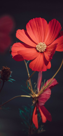Orange Flowers Wallpaper 4k Summer Blossom Bloom Aesthetic