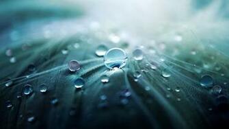 Morning Dew Wallpaper