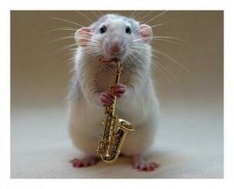 Gallery Utimate Desktop Wallpaper A Lovely Cute Mouse