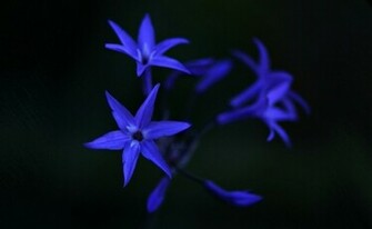 Electric Blue Wallpaper