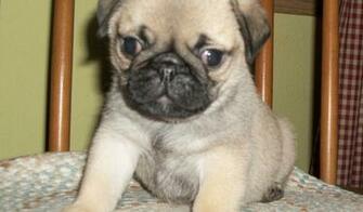 Baby Pug Wallpaper HD