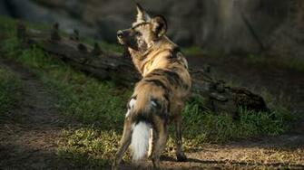 Wild Dog African Sun Sunny Day Predator Fur