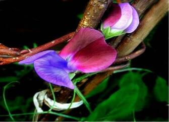 Sweet Pea Fondo De Pantalla