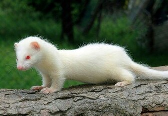 Ferret Animals Background