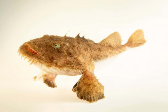 Goosefish Hvr9wf7kr8iwxe9v Wallpaper