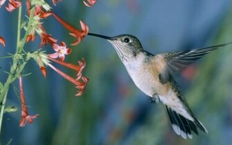 Hummingbird Wallpaper Desktopwallpaper
