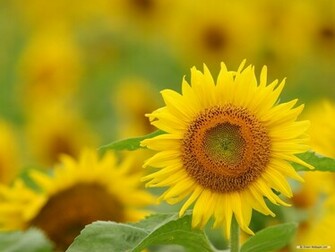 Wallpaper Sunflower Flowers