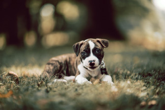 Puppy 4k Ultra HD Wallpaper
