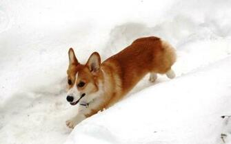 Corgi Runing Wallpaper Welsh