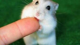 Green Animals Little Ing Tongue Hamster HD Wallpaper Hq