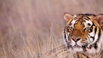 Description Bengal Tiger Desktop Background Wallpaper