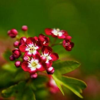 Small Flowers Pictures Widescreen HD Wallpaper