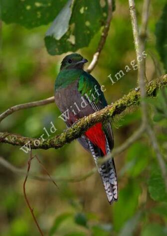 Pharomachrus Mocinno Resplendent Quetzal HD Walls Find Wallpaper