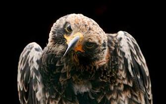 Another Bird Of Prey Wallpaper