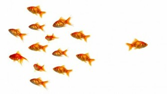 Goldfish Different Wallpaper