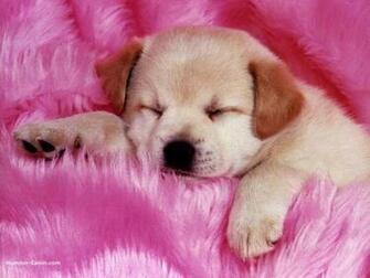 Pink Wallpaper