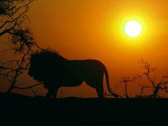 Best Wallpaper Collection Lion HD