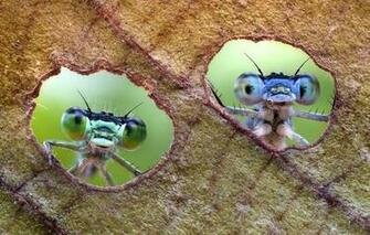Wallpaper Insects Sheet A Couple Image For Desktop Section