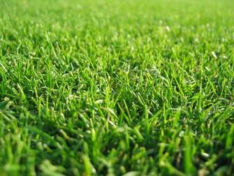 Windows Wallpaper Green Grass