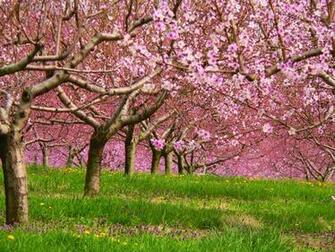 Springtime And The Orchards Are Busy Mlive