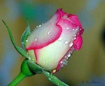 Amazing Desktop Wallpaper Collection Of Rose