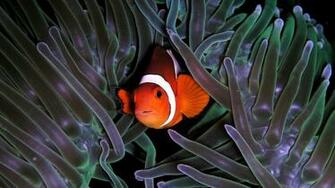 Clown Fish Anemon Wallpaper Itokaml IwallHD HD