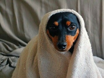 Miniature Pinscher Puppy Pictures Wallpaper Zone