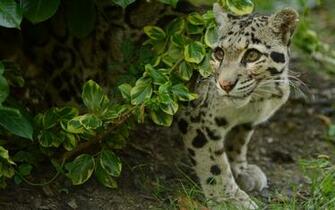 Clouded Leopard Computer Wallpaper Desktop Background